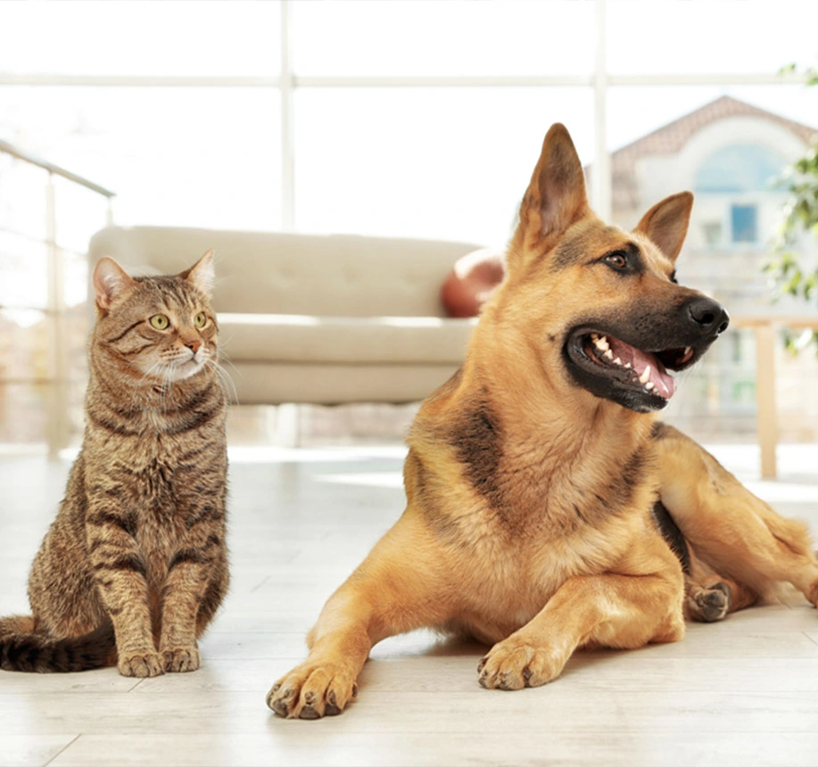 MUTUELLE ANIMAUX